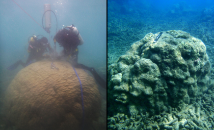 Coral death imminent on Great Barrier Reef