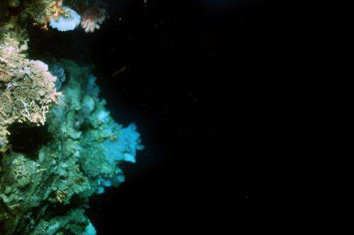 Coral reef discovered off Greenland