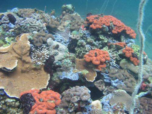 Coral reefs in Palau surprisingly resistant to naturally acidified waters
