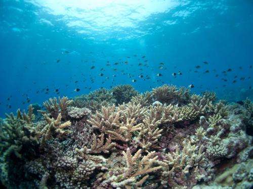 Coral reefs of the Mozambique Channel a leading candidate for saving marine diversity