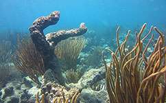 Corals could be cured using probiotic like Yakult