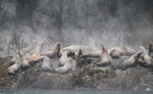 Could sleeper sharks be preying on protected Steller sea lions?