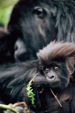 Countries renew plan to protect mountain gorillas