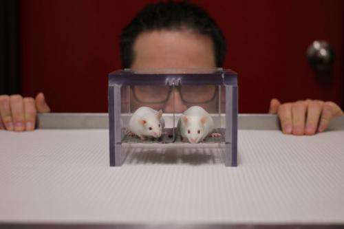 The scent of a man: Mice and rats stressed by male experimenters