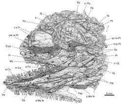 Cranial reconstruction of 300 million-year-old specimens of a primitive reptile-like vertebrate