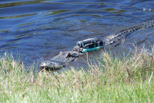 Crittercam captures crocodilian foraging behaviors (videos)