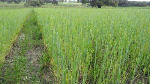 Cropping research takes advantage of divergent growth patterns