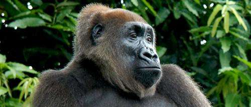 Cross River gorillas to benefit from new protected area in Cameroon