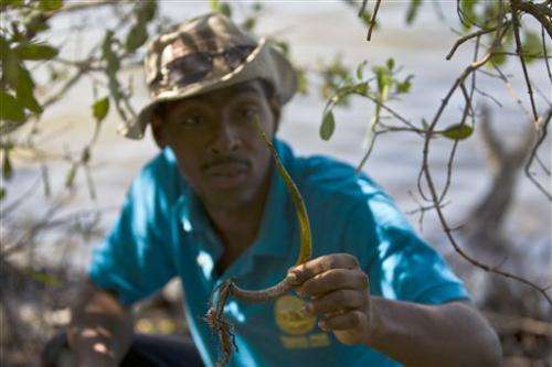 Cuba looks to mangroves to fend off rising seas