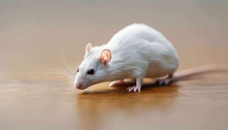 Curing arthritis in mice