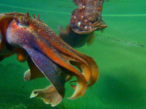Cuttlefish males prefer mysterious mate, on-heat females available