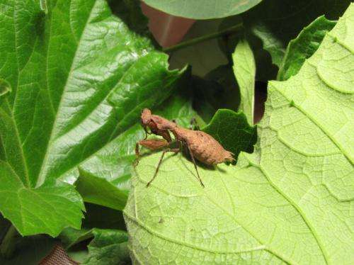 CWRU student discovers new praying mantis species in Rwanda