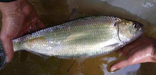 Dam removal improves shad spawning grounds, may boost survival rate