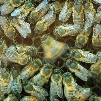 Dancing bees reveal why summer isn't the season of plenty