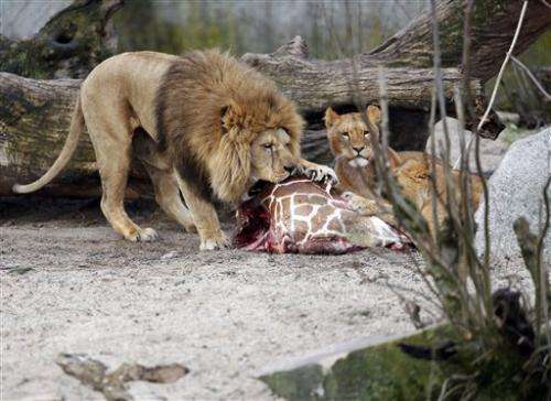Danish zoo defends lion killing after giraffe cull