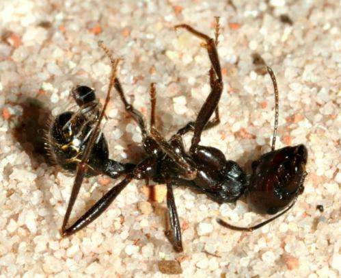David and Goliath: How a tiny spider catches much larger prey
