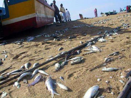 Dead fish on a tsunami-hit beach in Penang, Malaysia on December 27, 2004