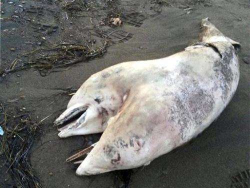 Dead two-headed dolphin discovered in Turkey