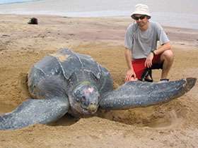 Deakin researcher calls for citizen scientists to help save rare 500kg turtle