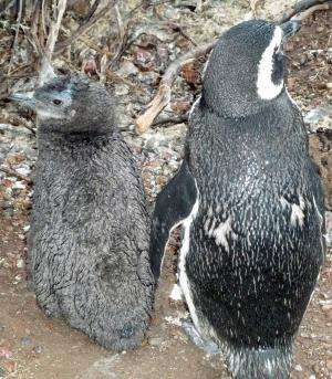 Deaths attributed directly to climate change cast pall over penguins