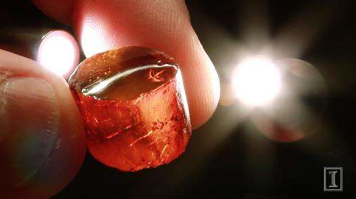 Decades-old amber collection offers new views of a lost world
