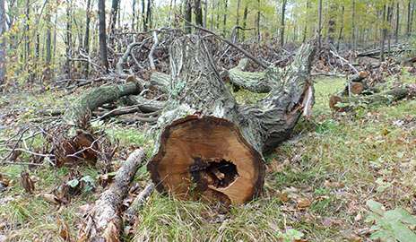 Decomposing logs show local factors undervalued in climate change predictions