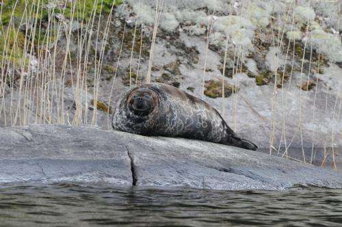 Decrease of genetic diversity in the endangered Saimaa ringed seal continues
