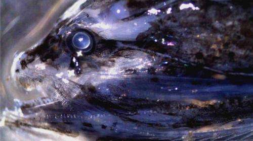 Deep sea fish eyesight similar to human vision