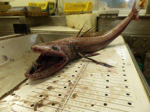 Deep sea fish remove 1 million tonnes of CO2 every year from UK and Irish waters