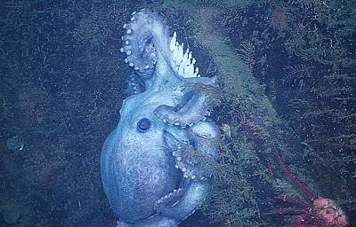 Deep-sea octopus broods eggs for over 4 years -- longer than any known animal