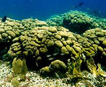 Degraded coral reefs will threaten the livelihoods of fishermen