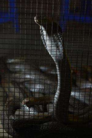 Demand from China means rare animals are being smuggled in from across South East Asia, shown here is a cobra on sale in Jakarta