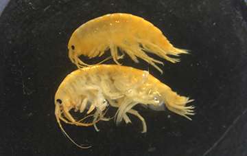 Demon shrimp threaten British species