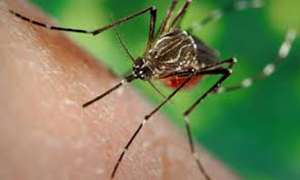 Dengue mosquito hitched ride from southeast US to reach California