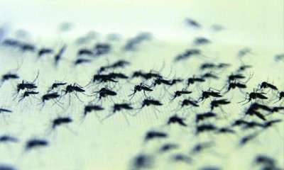 Dengue program expands outlook