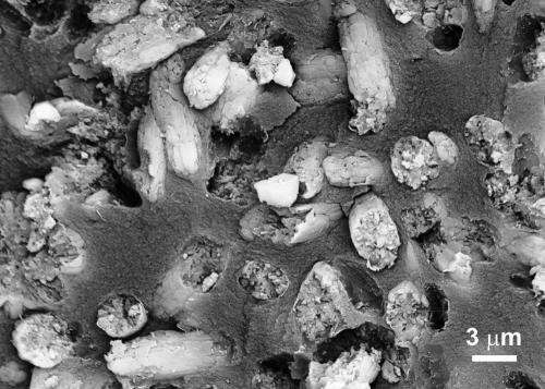 Deposits of Phosphorites Could Be Geological Signpost of Life