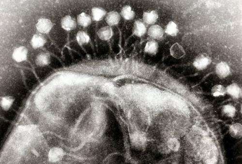 Designer viruses could be the new antibiotics
