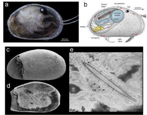 Details of the world's oldest and best-preserved sperm, dating back 17 million years