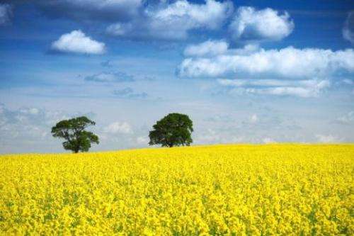 Developing new methods to assess resistance to disease in young oilseed rape plants