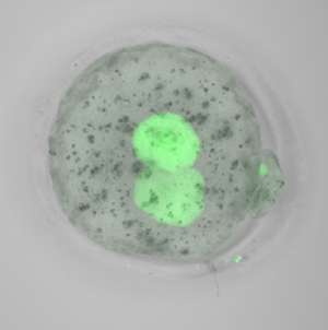 Developmental biology: Preserving embryonic instructions