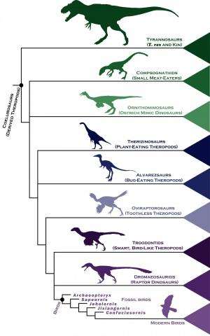 Dinosaur family tree gives fresh insight into rapid rise of birds