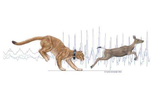 Study of mountain lion energetics shows the power of the pounce