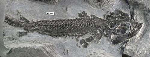 First amphibious ichthyosaur discovered, filling evolutionary gap