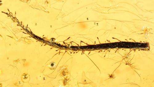 Leaves of ancient carnivorous plants found in Baltic amber
