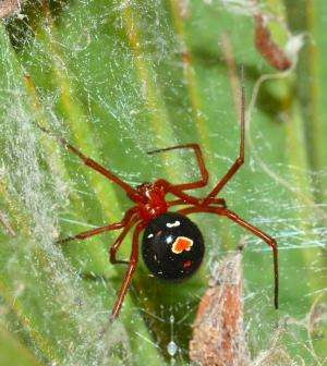 Diet of elusive red widow spider revealed by MU biologist