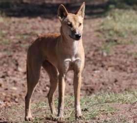 Dingo a distinct species