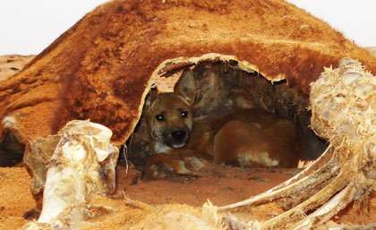 Dingo control no harm to wildlife