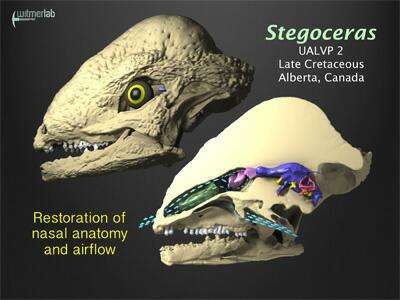 Dinosaur breathing study shows that noses enhanced smelling and cooled brain