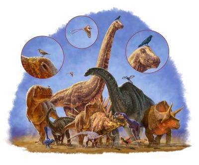 Dinosaurs: All the shapes and sizes