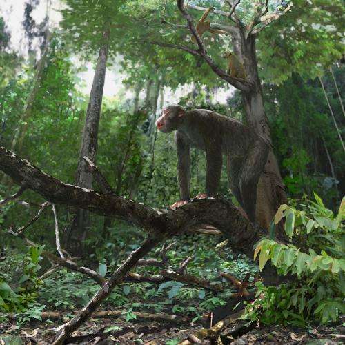 Discovery by Baylor University researchers sheds new light on the habitat of early apes